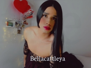 Bellacattleya